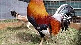 这鸡长得真俊，羽毛长得又长又油亮，看着漂亮的很