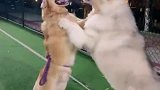 原来大型犬打架是这样的