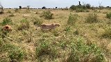 狩猎中小型猎物，母狮确实比雄狮厉害，雄狮只能在一旁当观众