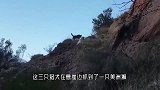 野猪失足掉进河里，岸上一群猎犬将它包围，为了保命不得不这样做
