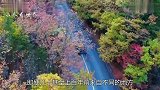 中国人口最复杂的省份移民人口超百万，大家都不会说“方言”