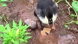 小鸭子能有什么坏心思，它只是喜欢玩踩水