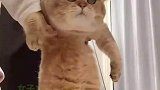 女子拿着自家的猫，给网友表演才艺