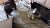 家里谁是霸主一看就知道