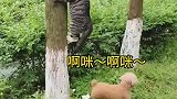 猫咪和狗狗的趣事
