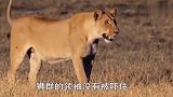 狮子猎杀大象，最终无功而返