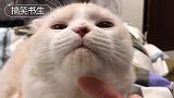 主人给猫咪挠痒痒，喵一脸陶醉的样子，太让人羡慕了