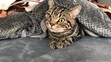 猫咪包被窝，醒了怎么还不起呢