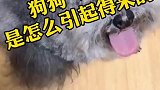 狗狗得了耳螨怎么办