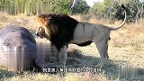 美人鱼雄狮联盟：比利雄狮极度壮观，远超兄弟，加强版的腹毛雄狮