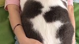 请问这是在撸猪吗？肥猫