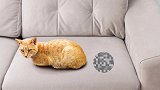 猫乱尿，到底该怎么办？