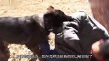 国外培养鲸鱼为政府工作，工作性质特殊，让人难以想象