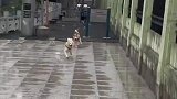 还真是跑得乱七八糟