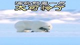 北极熊猎食海豹，海豹的速度还是慢了！