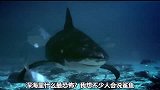 食人鲨的致命袭击（牛鲨）