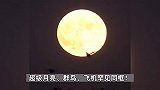中秋夜晚浪漫现场！超级月亮、群鸟、飞机罕见同框，画面曝光