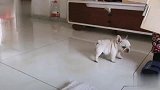 抢了斗牛犬的小玩具，奶凶起来自己都害怕