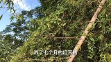 养了七个月的红耳鹎，给它吃酸橘子，看它这吃相真吓人