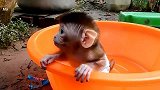 胆小的小猴洗澡真是太搞笑，又哭又叫的，这委屈的小眼神也是绝了
