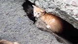可怜的流浪猫怕人,看见人来了就躲石头缝里,真可怜