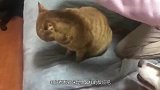女朋友每次脱了袜子，就趁猫不注意套猫头上，猫咪：你是真的狗啊