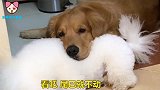 金毛把比熊当枕头，主人问比熊是否不愿意，比熊的反应让人尴尬
