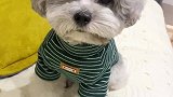 买狗的钱是养狗路上最便宜的消费