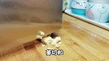 丝瓜炒鸡蛋这样做，丝瓜颜色翠绿不出水，口感鲜香滑嫩入味真好吃