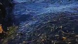 这应该是青海湖有史以来最壮观的湟鱼洄游，场面太震撼了