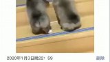 柯基知道你腿短，没想到这么短