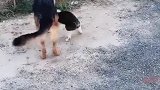猫：你们想干嘛，我大哥可是老虎呢！