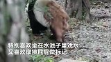 官方辟谣网传大熊猫香格生病：处于发情期+脱毛季