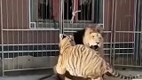 小老虎和狮子大闹，出其不意直接锁喉，打的狮子毫无反抗之力