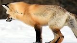传说中的火狐狸红狐猎手，实拍在雪中捕猎的情况，真是太搞笑了！