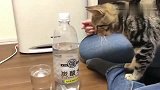 美国花猫第一次喝碳酸水，小表情太逗了，猫：这水怎么冒泡了