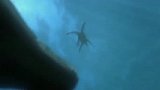 大自然进化过程中弱肉强食：这家伙好像尼斯湖水怪，可惜。。