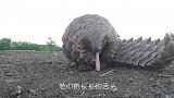 穿山甲挖洞到底有多快化身“凿山机”镜头拍下全过程