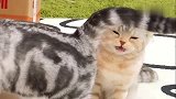 橘猫：妈呀，这屁屁的味道，好辣眼睛
