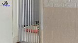 听到主人的声音，家里胖猫们纷纷跑来争宠，胖公猫撒娇本领排第一