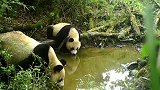 可可爱爱！时隔1年，这对大熊猫母子又到上次被拍到的地方喝水