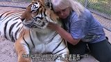 老虎5年后与救命恩人重逢，直接就把恩人扑倒在地，张嘴就来一口