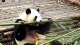 大熊猫如此挑食，你见过这么精致的国宝吗？
