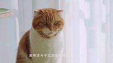 主人用红线模拟红外线考验猫，接下来看猫如何应对，厉害了我滴猫