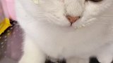 小猫咪有什么错呢…他只是想吃一口奶油蛋糕而已…萌宠出道计划 呸式vlog 猫咪的迷惑行为