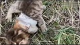 路人拯救小猫，小猫最后还懂得感恩