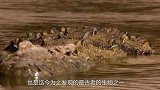 河马咬鳄鱼玩，鳄鱼却纹丝不动，生物学家：动一下后果很严重！