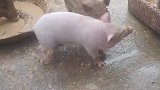 放猪仔出来活动一下筋骨
