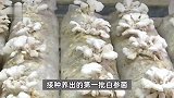 女子家苹果长蘑菇被全网围观，那颗“果菌王”获奖了！“全家人跟着苹果长脸”