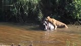 河马遭狮子撕咬4小时竟没死，河马彻底爆发了！网友真惨